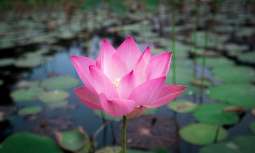 指甲螺的吃法-指甲螺有毒性吗-指甲螺可以吃吗安全吗,中国指甲螺的有什么营养网站
