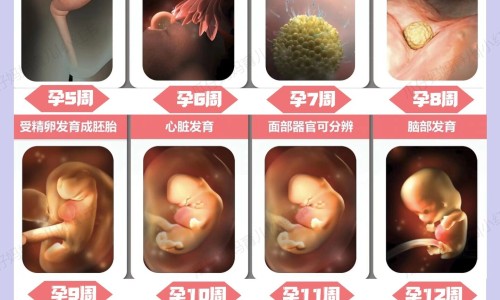 指甲螺有毒性吗-指甲螺可以吃吗安全吗,中国指甲螺的有什么营养网站